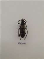 藏品(刺胸山天牛)的圖片